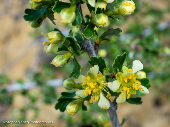 Bitterbrush - Purshia tridentata, Mesa Verde National Park